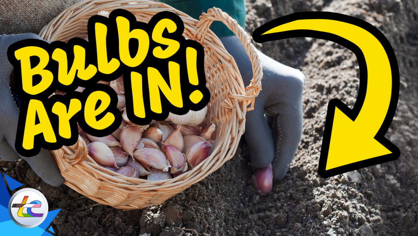 Transport Evolved Take 2