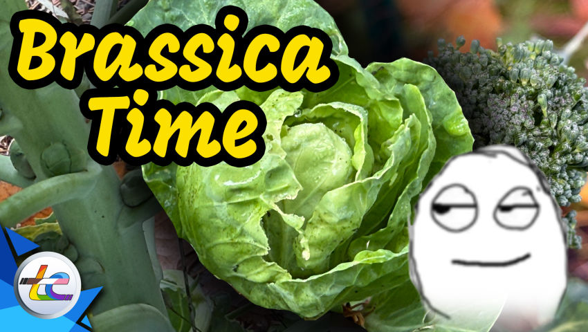 Transport Evolved Take 2