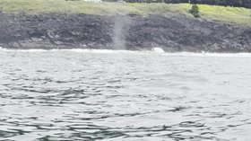 Gray Whales in Depoe Bay, Oregon 2026 June 7